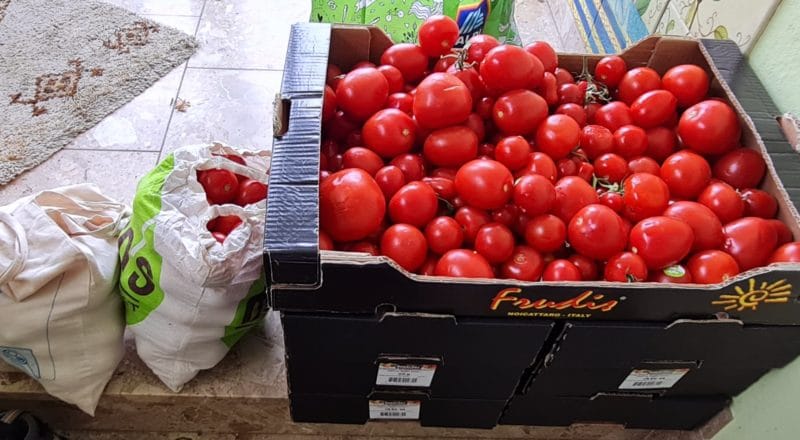 Tomaten vom Foodsharing_Foodsaving