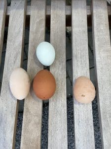 Eier aus privater Hühnerhaltung