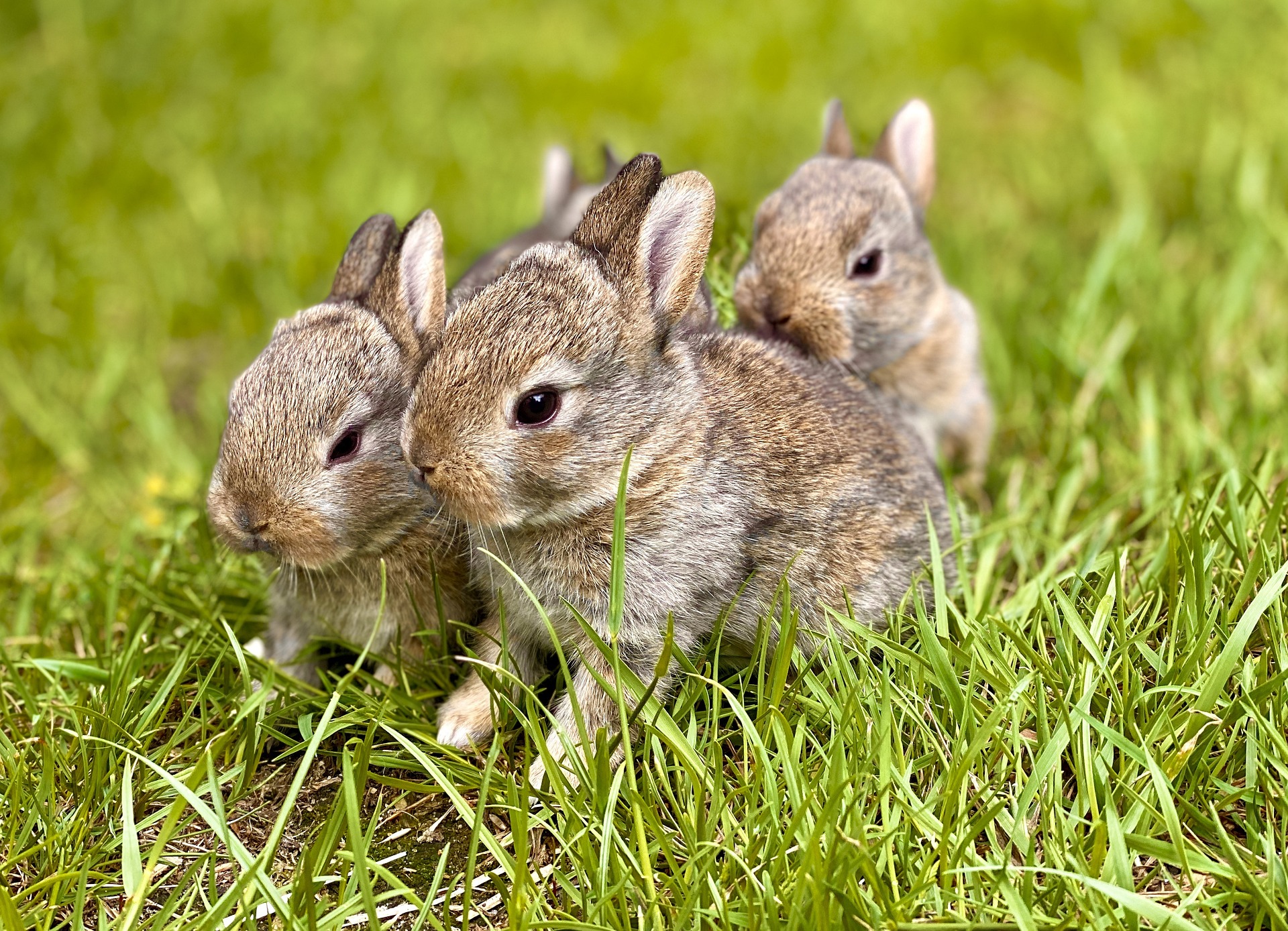 Kaninchen auf der Weide halten - City-Prepping